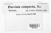 Puccinia compacta image